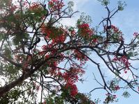 60 Pantanal Pousada Aguape (1)