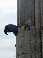 60 Pantanal Pousada Aguape (12)