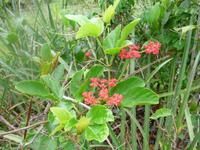 60 Pantanal Pousada Aguape (18)