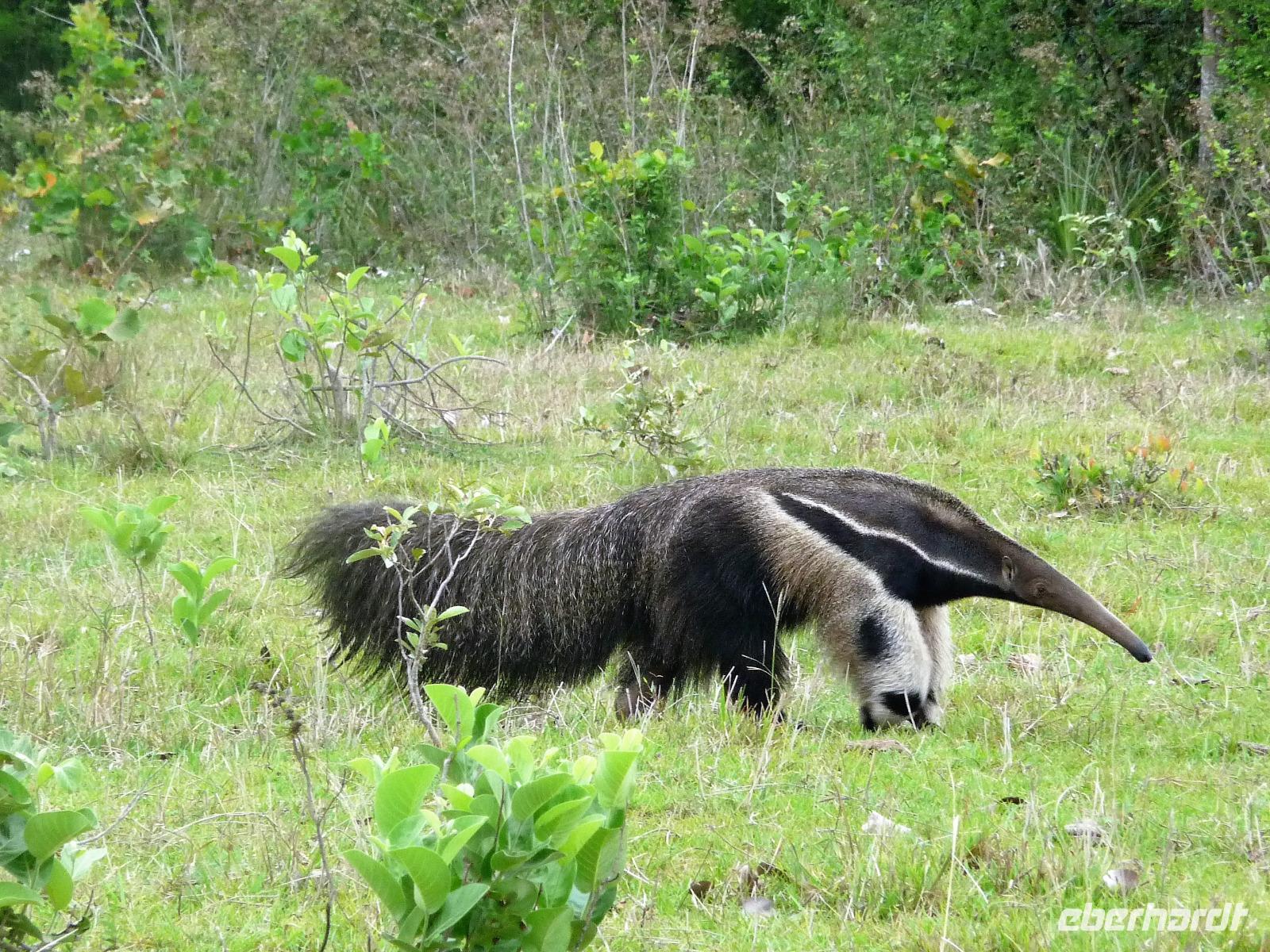60 Pantanal Pousada Aguape (24)