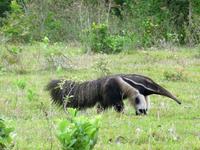 60 Pantanal Pousada Aguape (24)