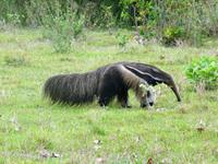 60 Pantanal Pousada Aguape (25)