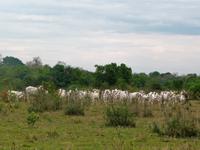 60 Pantanal Pousada Aguape (30)