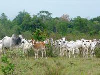 60 Pantanal Pousada Aguape (34)