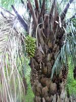 60 Pantanal Pousada Aguape (35)