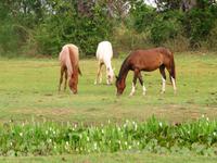 60 Pantanal Pousada Aguape (39)