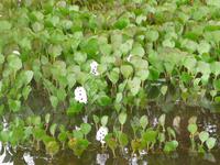 60 Pantanal Pousada Aguape (41)
