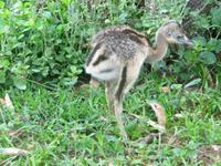 60 Pantanal Pousada Aguape (52)