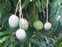 60 Pantanal Pousada Aguape (55)