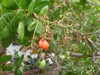 60 Pantanal Pousada Aguape (61)