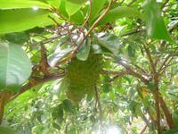 60 Pantanal Pousada Aguape (64)