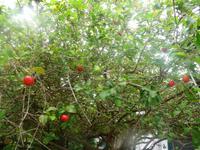 60 Pantanal Pousada Aguape (65)