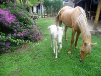 60 Pantanal Pousada Aguape (67)