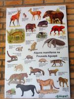 60 Pantanal Pousada Aguape (75)