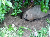 60 Pantanal Pousada Aguape (76)