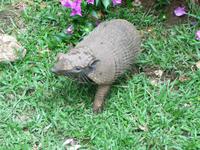 60 Pantanal Pousada Aguape (81)