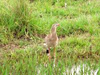 60 Pantanal Pousada Aguape (85)