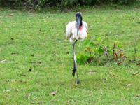 60 Pantanal Pousada Aguape (88)