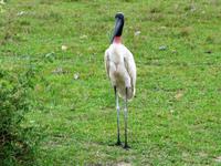 60 Pantanal Pousada Aguape (90)