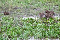 60 Pantanal Pousada Aguape (93)