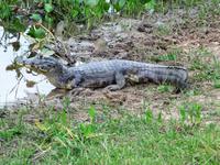 60 Pantanal Pousada Aguape (94)