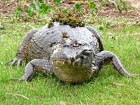 60 Pantanal Pousada Aguape (99)