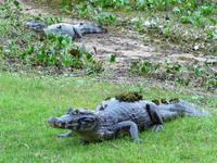 60 Pantanal Pousada Aguape (100)