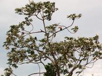 60 Pantanal Pousada Aguape (107)