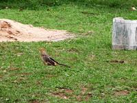 60 Pantanal Pousada Aguape (108)