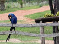 60 Pantanal Pousada Aguape (110)