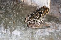 60 Pantanal Pousada Aguape (112)