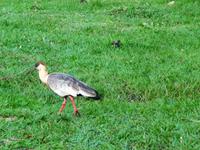 70 Pantanal Pousada Aguape (3)