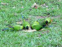 70 Pantanal Pousada Aguape (7)