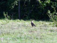 70 Pantanal Pousada Aguape (13)