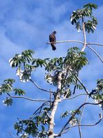70 Pantanal Pousada Aguape (18)