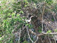 70 Pantanal Pousada Aguape (20)