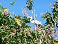 70 Pantanal Pousada Aguape (25)