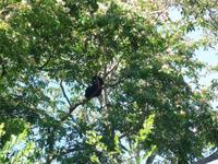 70 Pantanal Pousada Aguape (32)