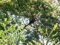 70 Pantanal Pousada Aguape (33)