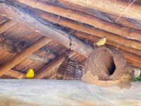 70 Pantanal Pousada Aguape (41)