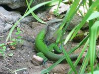 70 Pantanal Pousada Aguape (44)