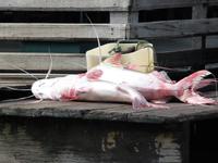 90 Auf dem Amazonas (12)