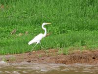 90 Auf dem Amazonas (20)