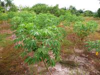 90 Auf dem Amazonas (37)