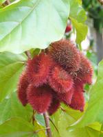 90 Auf dem Amazonas (38)