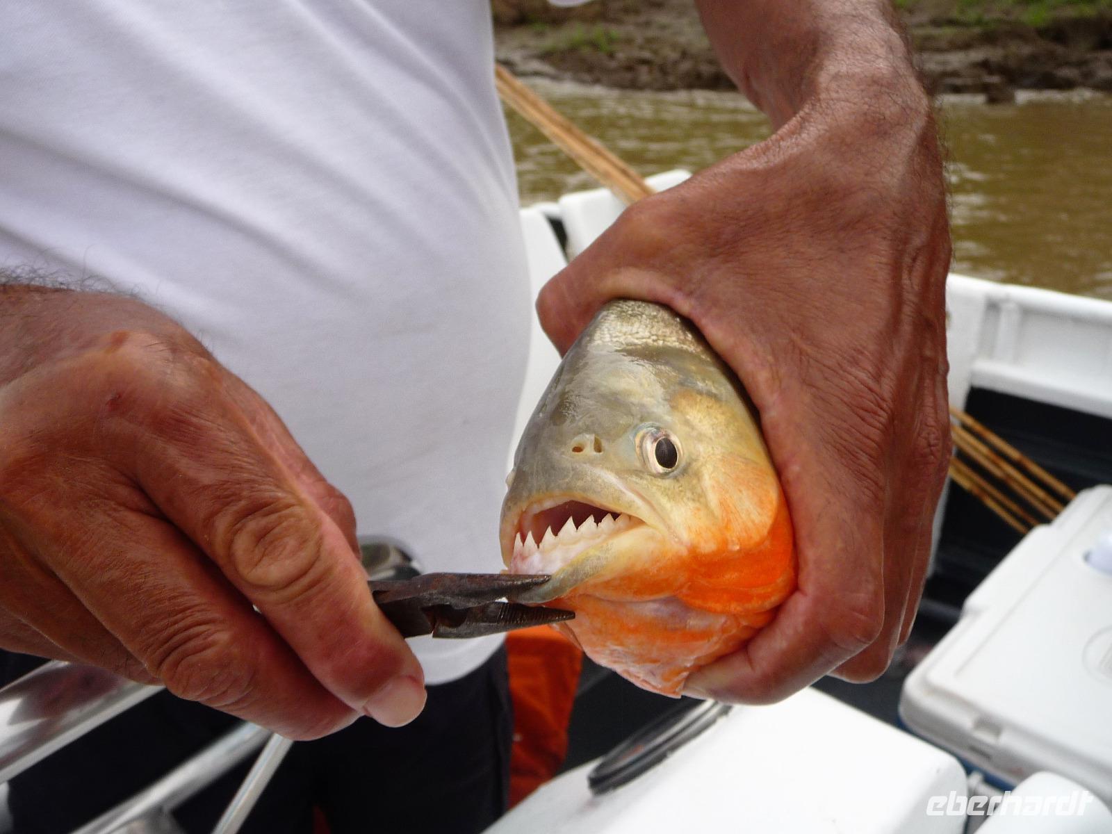 90 Auf dem Amazonas (67)