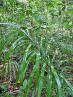 100 Auf dem Amazonas (15)