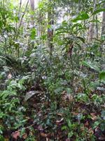 100 Auf dem Amazonas (16)