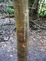 100 Auf dem Amazonas (34)