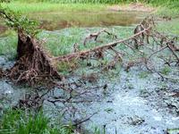 100 Auf dem Amazonas (37)